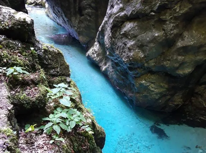 Apartma Melita 코바리드